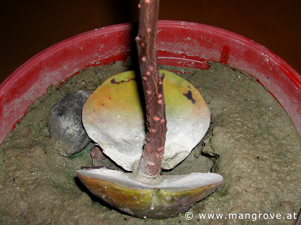 Pelliciera rhizophorae cultivation